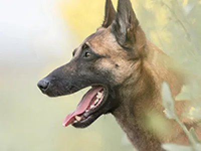 JULIUS-K9 am za jake i aktivne pse