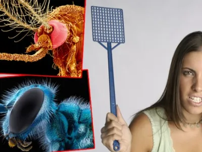 Kako se zaštititi od insekata - insekticidi, da ili ne?