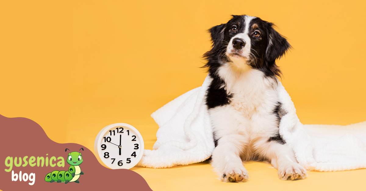 Šest zanimljivosti koje možda niste znali o psima i spavanju