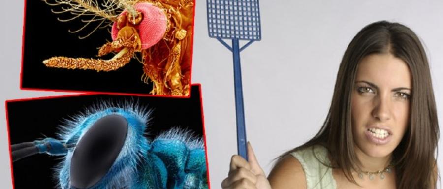 Kako se zaštititi od insekata - insekticidi, da ili ne? Kako se zaštititi od insekata - insekticidi, da ili ne?